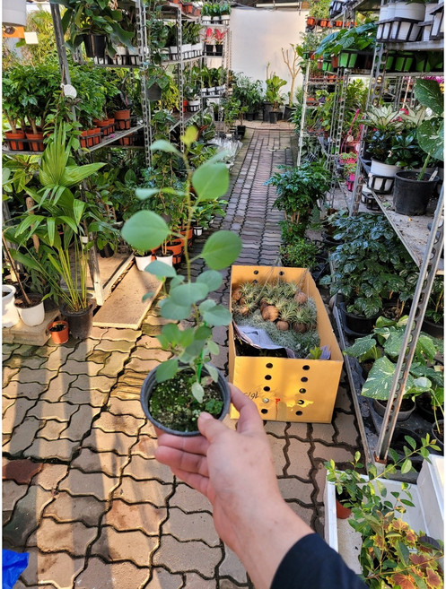 10~25cm 유칼립투스폴리안 소품 25