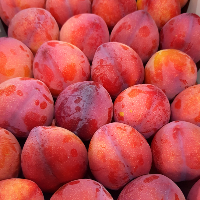 [대과사이즈선별] 고당도 자두 후무사 추희, 1개, 2kg (대과)