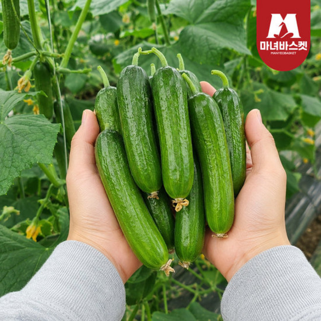 [마녀바스켓] 수분가득 국내산 프리미엄 미니오이 1kg (8-12개 내외), 1박스