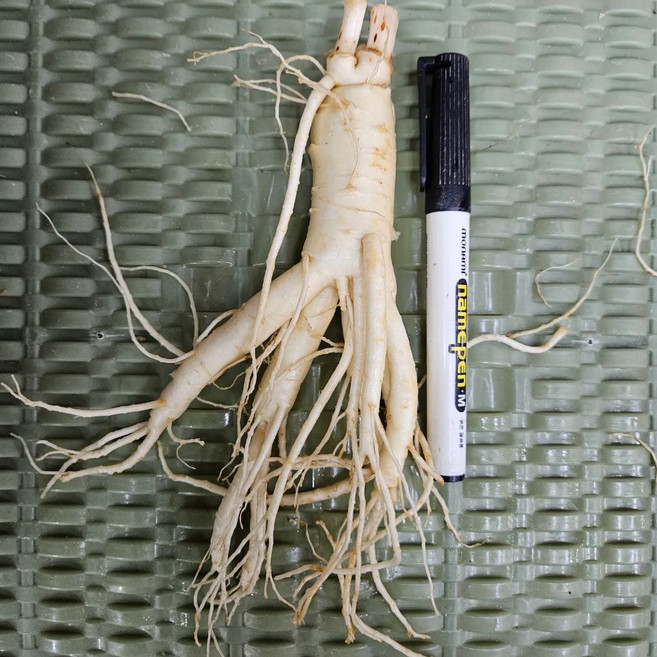 [한뿌리세척인삼] 6년근 풍기인삼 담금주용 한뿌리 세척 100g 이상 굵은 인삼 무료세척 진공포장 한보인삼사, 1세트