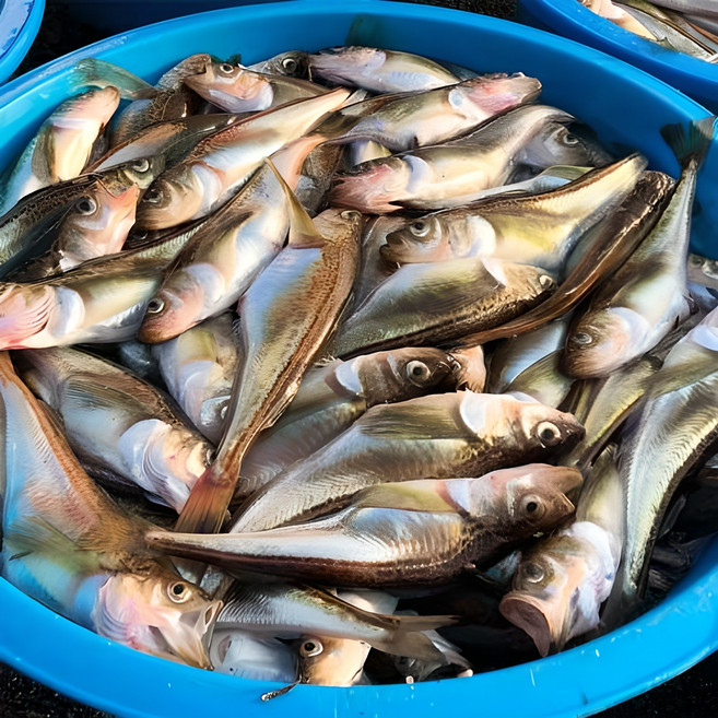 도루묵 알도루묵 알배기 생물 급랭 반건조 고성직송 생선 속초 고성 산지직송, 햇 알도루묵 10미 [급랭]