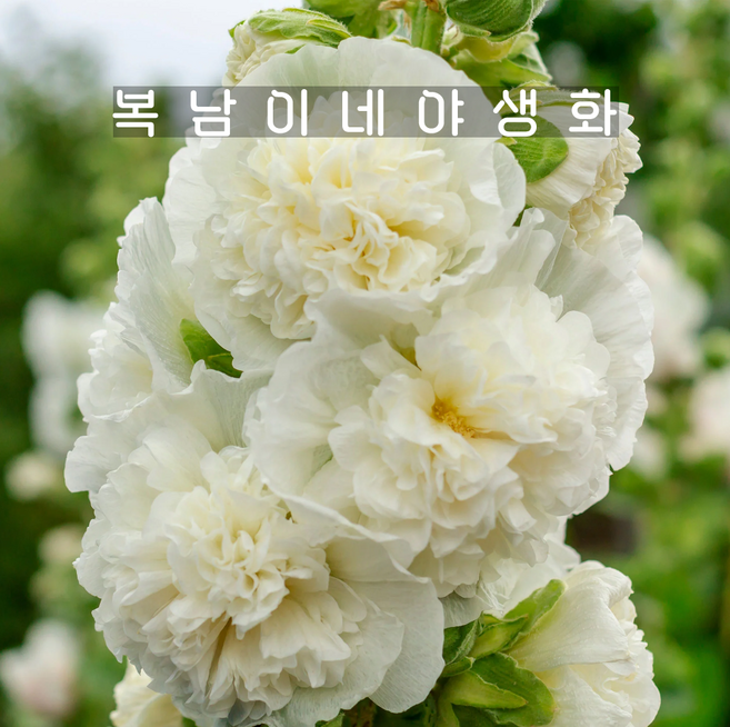 겹접시꽃 화이트 [3개 복남이네야생화 모종 레드 홀리훅 hollyhock], 3개
