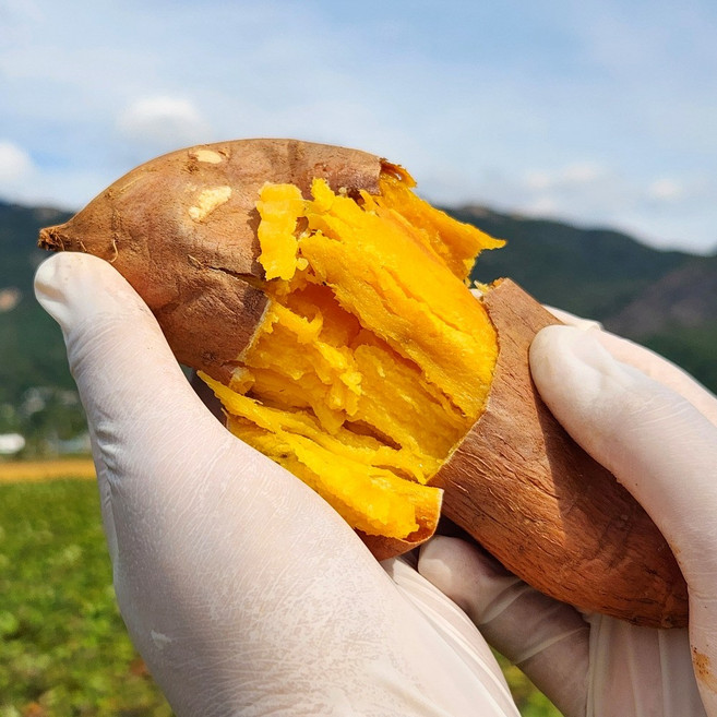 강화 속노랑 고구마 햇고구마 호박고구마, 1박스, 3kg / 한입