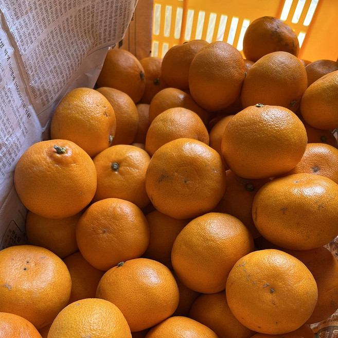 제주 고당도 못난이 천혜향, 1박스, 4.5kg