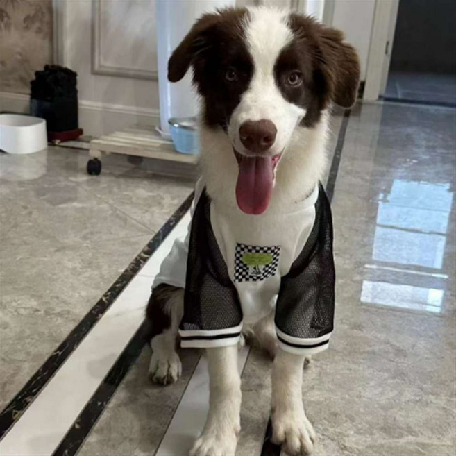 MOSAIRATION 강아지 의류 여름 대형견 통용 얇은 망사옷 골든 레트리버 쾌적통기 Z10, 1개, 블랙