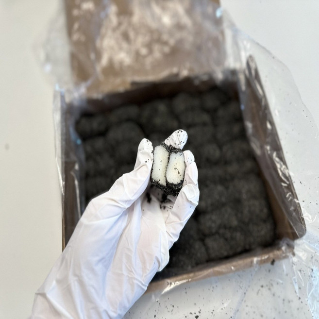 복덩이네 흑임자 인절미 개당 18g 40개 1박스, 1개