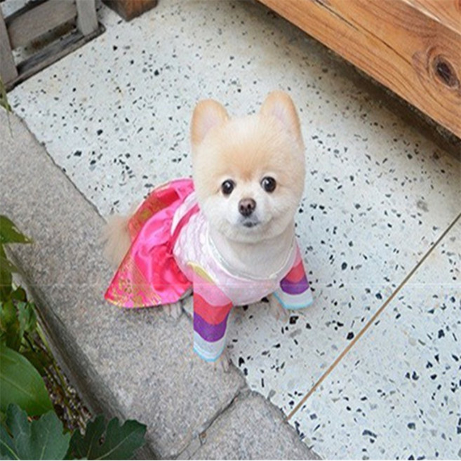 하나스마트 강아지 전통의상 한복 강아지패션 강아지한복여아, XL