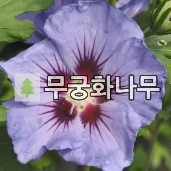 무궁화나무 묘목 겹꽃 마리나