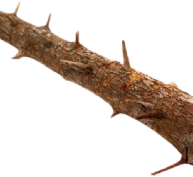 가시나무 유목 M 길이 약 35cm 3개입, 단품