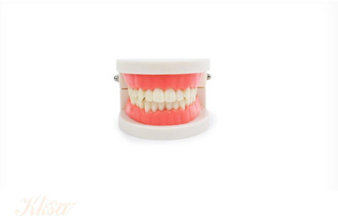 구강위생교육 치아모형 이빨모형