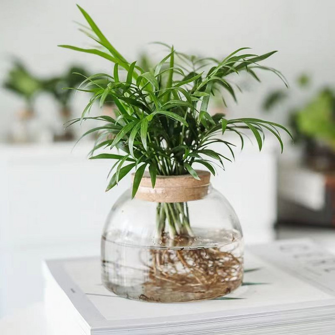 享園藝 水培植物玻璃瓶 室內盆栽擺件, 1個, 水寶寶瓶