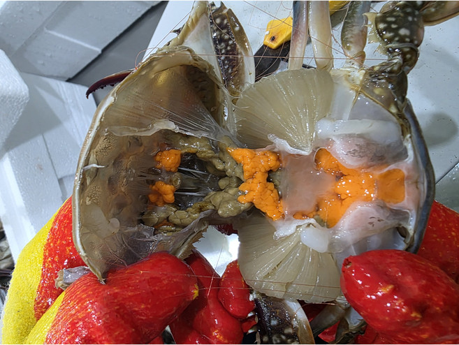 산채로 바로 잡아 보내는 활 암꽃게 알베기 [2026 오늘] 연평도 국내산, 1박스, 오늘 잡은 알베기 암꽃게 1kg (5-6미)