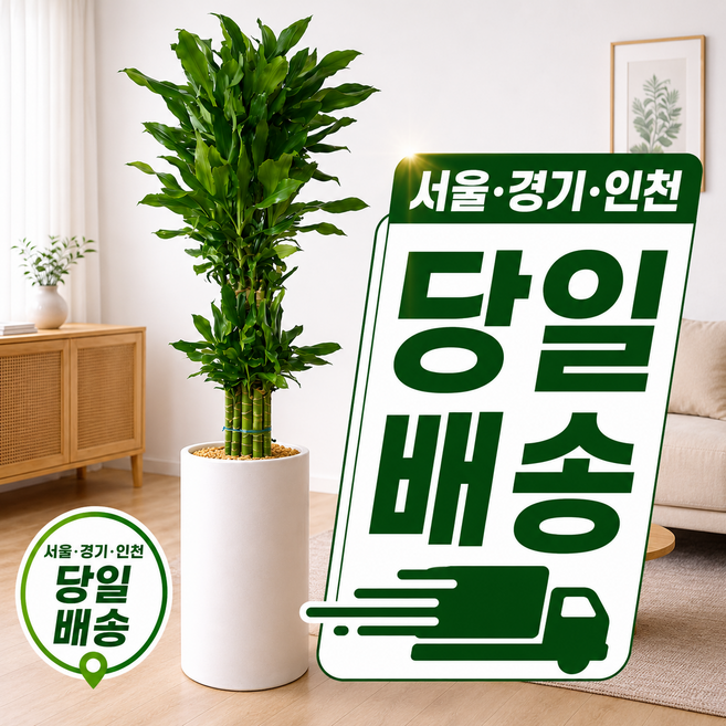 당일배송 개업식 축하 화분 개업화분 병원 개원 식당 미용실 사무실 이전 집들이 승진 대형 특대형, 1개, 2.특대형 황금죽(직접배송) + 서랍형 물받이받침