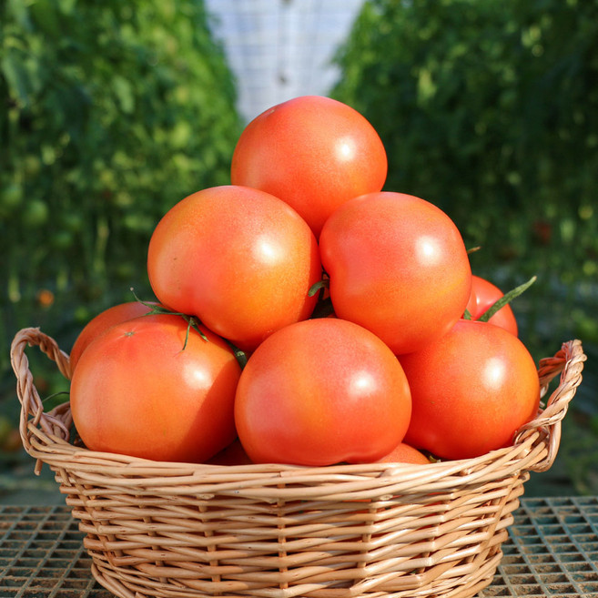 싱싱 과즙풍부한 완숙 찰토마토(특품 3kg)_예약, 1개