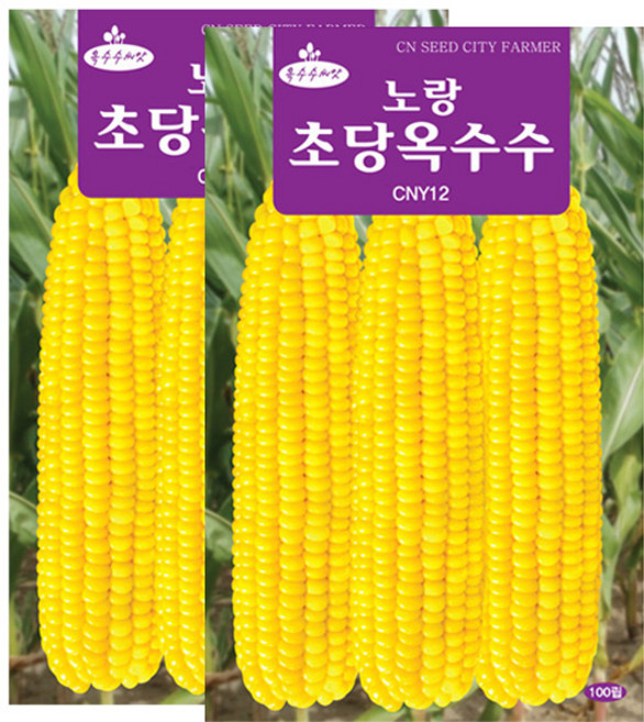 세인화분 노랑 초당옥수수씨앗 100립 옥수수씨 초당 옥수수 씨앗, 2개