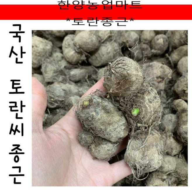 씨종자-국내산 토란씨 토란종자 토란종근 씨토란 토란씨 토란씨앗 국산, 500g, 1개