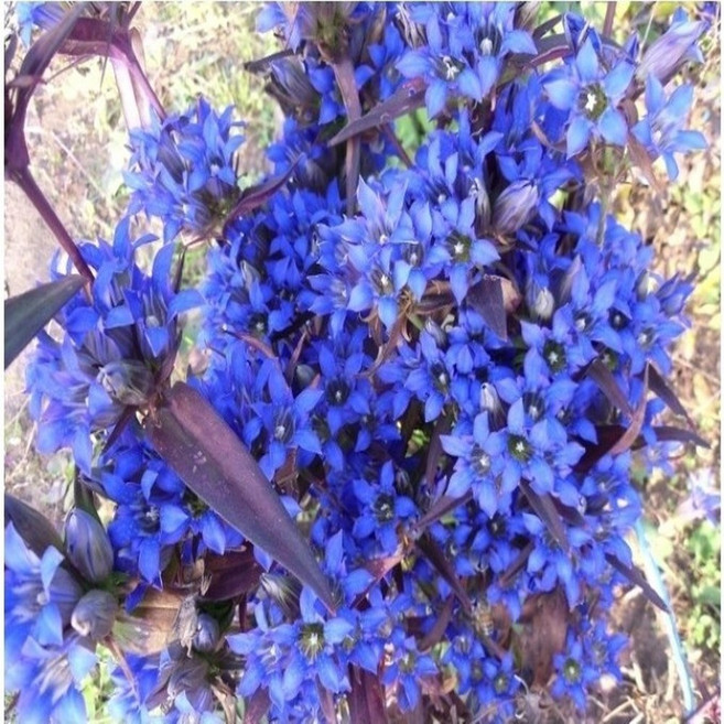 [씨앗편지]감숙용담 (모종4포트 노지월동 다년초 야생화 초화류), 1개