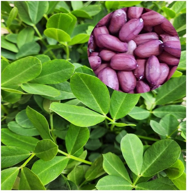 모종-자색땅콩모종 72개/묘종/육묘/1판-72구, 자색땅콩모종-72구1판, 1개