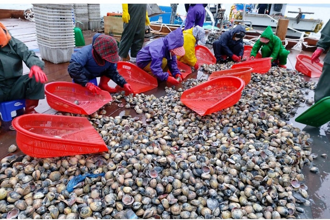 (하루30박스한정)자연산 여수직송 최상품 당일조업 손질검정새조개 봄제철조업4월한정 특등급, 1박스, 1kg
