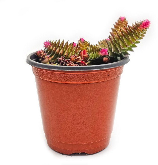 미미네아쿠아 희귀식물 다육식물 - 천탑 1포트