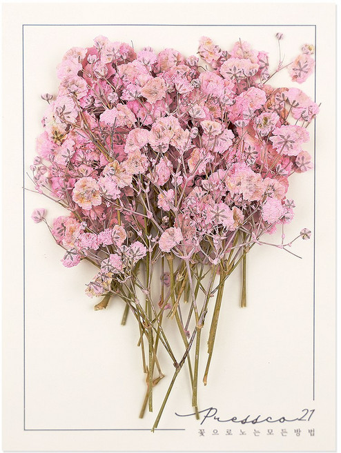프레스코21 압화 줄기 안개꽃(연분홍) 20p