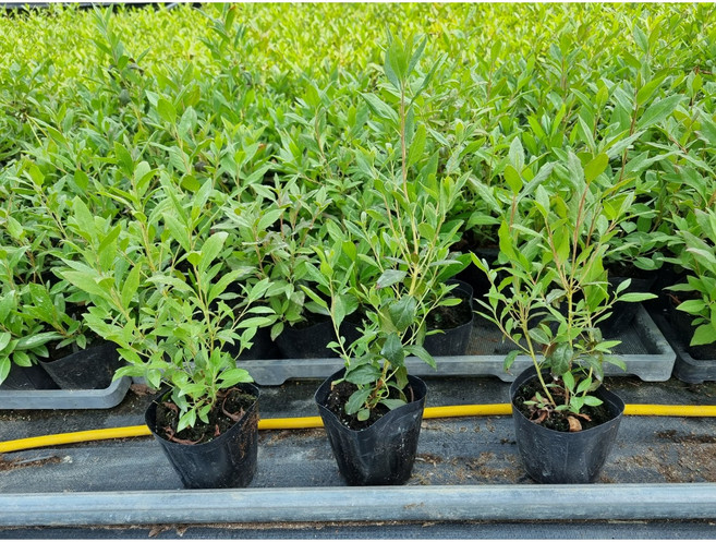 진달래 나무 꽃모종 4주 포트묘 묘목, 1개