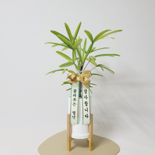 꽃피우는청년 실내공기정화식물 - 개업 승진 축하 리본 (금전수 스파티필름 안시리움 아레카야자 서향금 등), 우드스탠드 포함, 1개