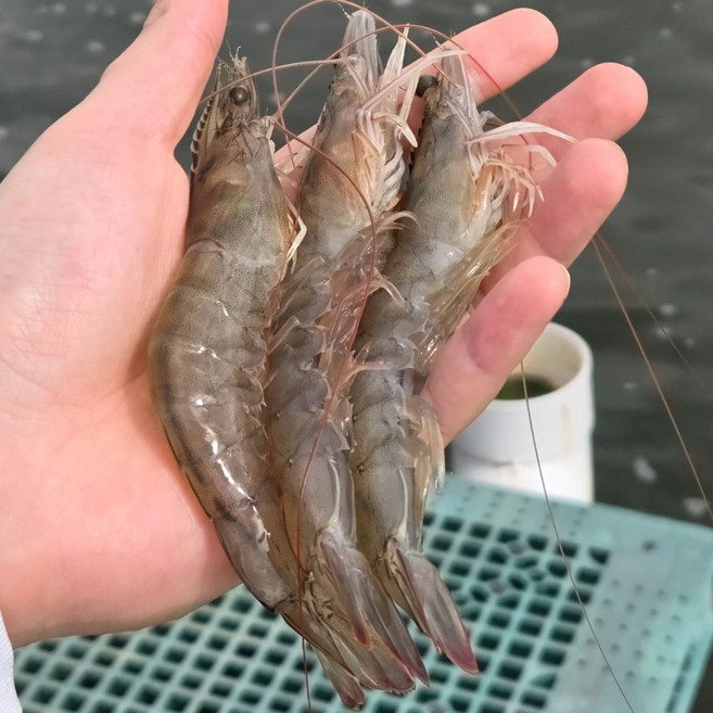 3위 - 하태푸드 국내산 프리미엄 흰다리 활새우, 1개, 1kg