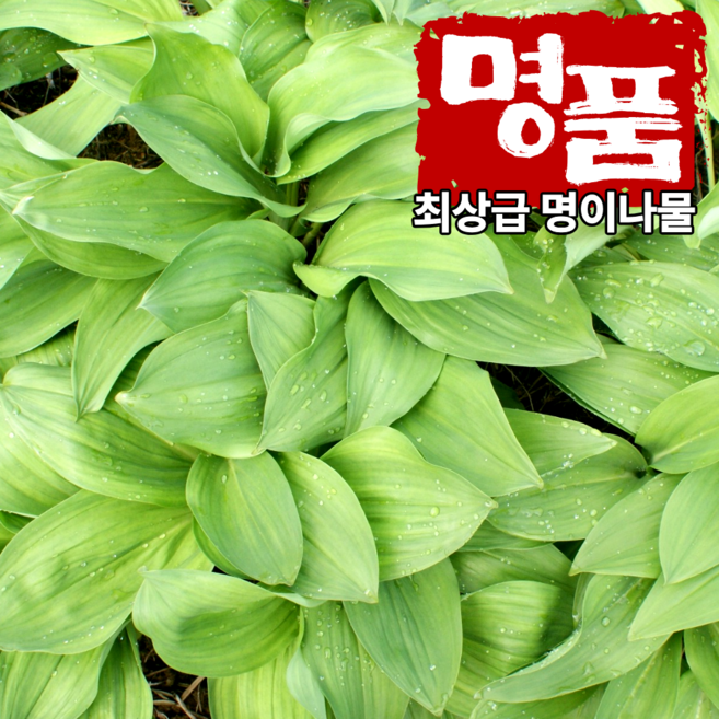 [산지직송] 강원도 명이나물 생명이 명이잎 산마늘, 3kg, 1개