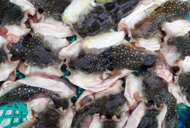 말린쫄복 마른쫄복 건조쫄복 건조복어 쫄복매운탕 복어튀김 복매운탕 복지리 복지리탕 복어요리, 1개, 500g