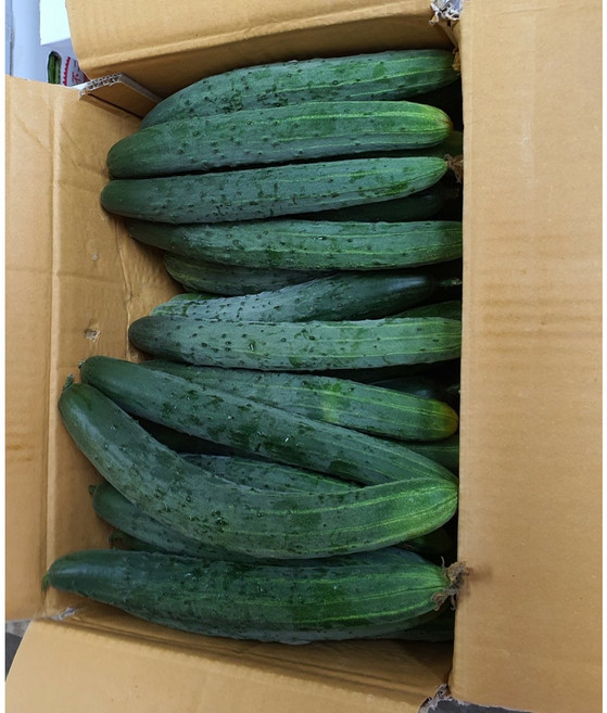 국내산 산지직송 취청 청오이 10kg 박스포함 알뜰농장, 1개, 실속 10kg