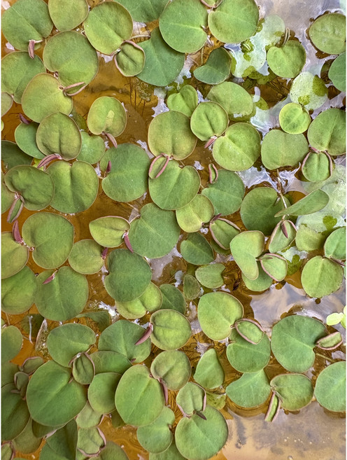 람부탄 플루이탄스 5촉 부상수초