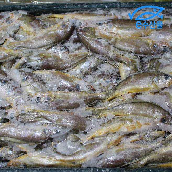 제주도 참조기 15kg 한상자 굴비 구이 매운탕 맛있는 조기 한박스 식자재 도매 냉동 국산참조기, 1박스