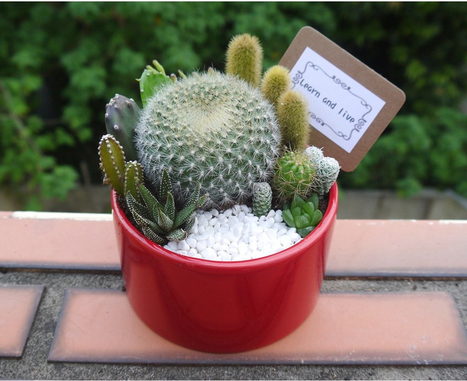 花樣渼栽盆栽生活館 仙人掌多肉植物盆栽 療癒桌上型植栽, 1個, 紅色