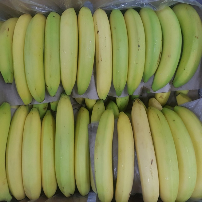 고당도 낱발 못난이 바나나 13kg, 1개