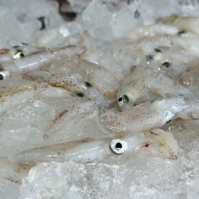 방금 조업한 싱싱한 활 호래기 꼴뚜기 여수 남해안, 1박스, 횟감용 생물 꼴뚜기 500g (40-100미 내외)