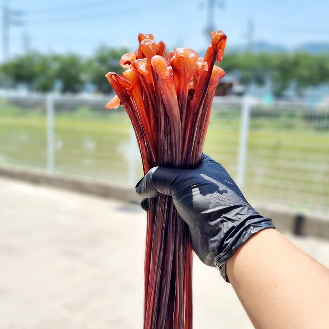 오징어류 / 옵션 / 장족 500g, 말랑장족(오리지날) 500g, 1개