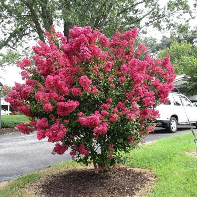 배롱나무묘목 목백일홍나무 핑크벨로 2.5-3년 진한핑크색 여름 꽃나무