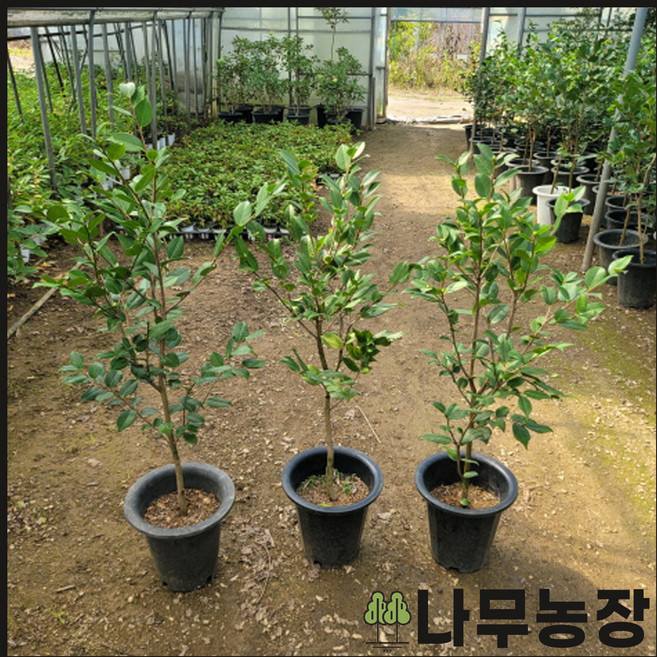 (나무농장) 동백나무 서향동백 8치 화분 ( 키 1M 내외 ), 1개