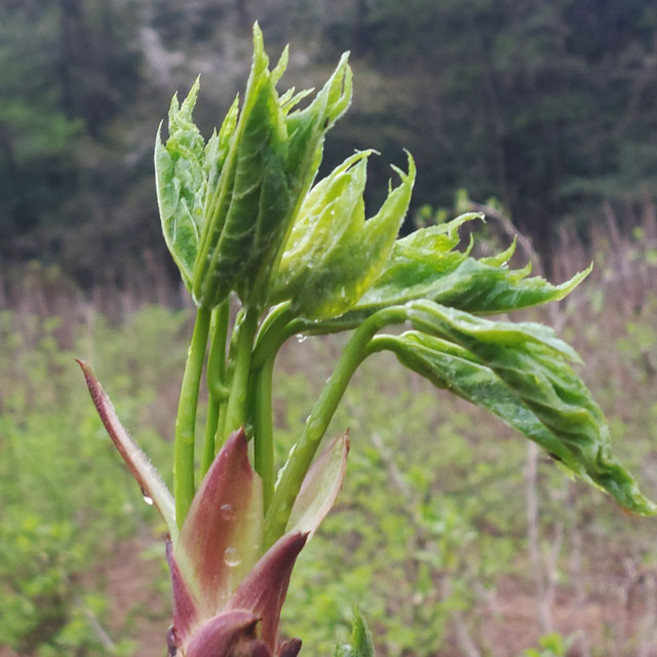 [땅끝파머스] 엄나무순 1kg (원순) (가정용) 해남 자연산 개두릅 음나무순 (당일수확 발송), 1개