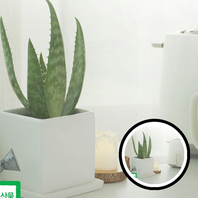 모종 사포나리아 1개 알로에 식물 키트 TLj07200 z18+3847EO