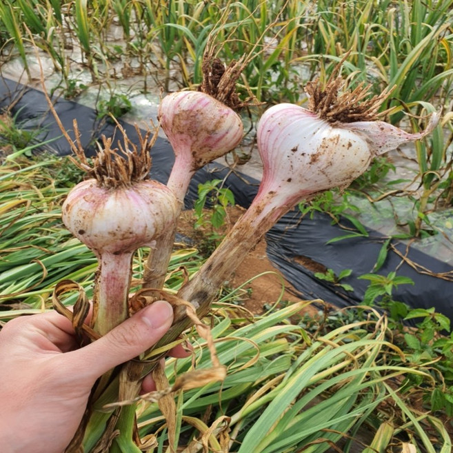 농랑부랑 2026년 첫 수확서산 육쪽마늘 햇마늘 통마늘 저장마늘 한접 반접, 특, 한접(100개)