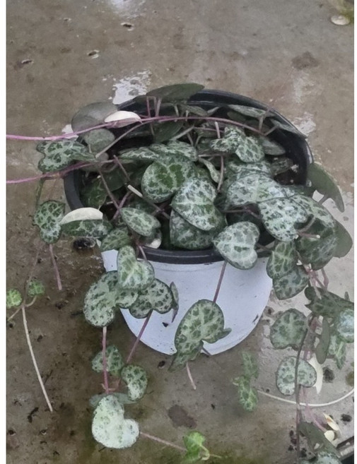 러브체인 소품 반려식물 공기정화 늘어지는 식물 식물학박사, 1개, 기본