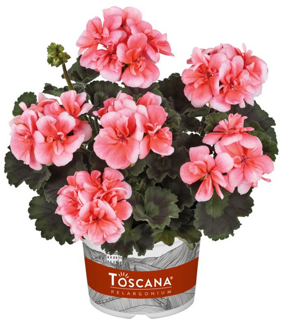 어린모종 조날제라늄 돌체비타 실비아 8cm분, 1개