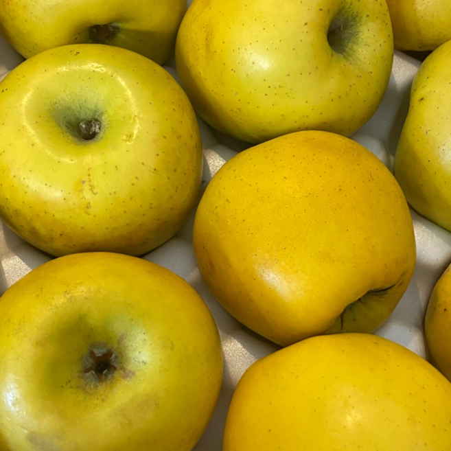 [푸드씨피알] 경북 햇 황금사과 꿀당도 시나노골드 가정용 흠과, 1개, 시나노골드 3kg 소과