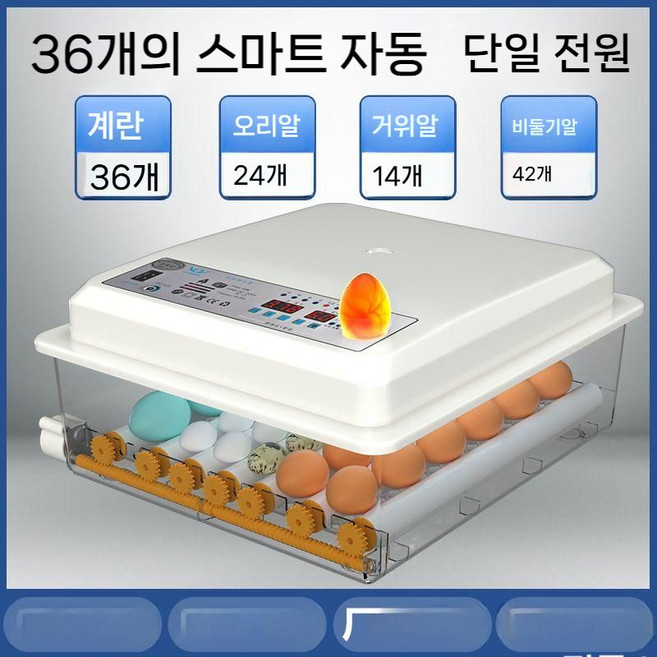 딩밍월드 메추리 부화기 종란 계란만들기, 36개