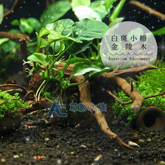 AC草影 耐熱陰性水草 水族主景綠色植物, 1個, 白斑小榕金陵木