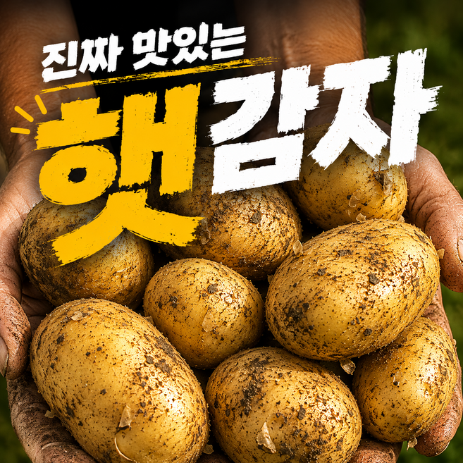 [오픈특가] 26년 국내산 강원도 햇 감자, 1개, 햇감자_중 3kg
