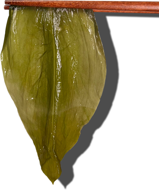 올바른식품 명이나물, 500g, 1개