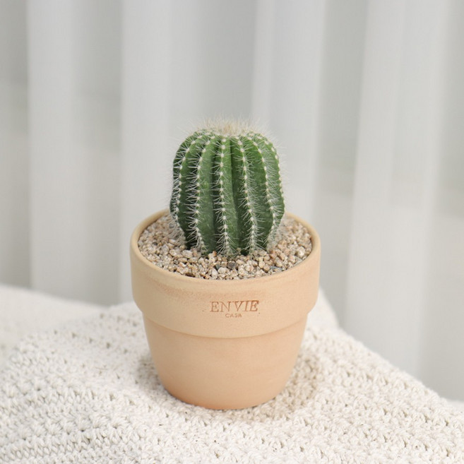 갑조네 다육이토분세트 예쁜 다육이식물 미니다육이 선인장, 23.수박, 앙비(베이지/소)+받침(크림/미니), 1개